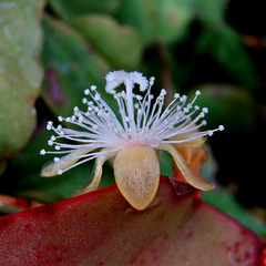 Rhipsalis eliptica