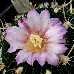 Stenocactus multicostatus