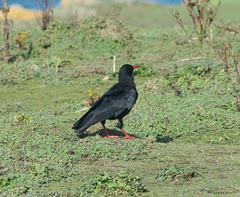 Chough