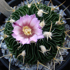 Stenocactus multicostatus