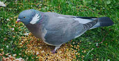 Wood Pigeon