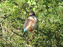 Kingfisher