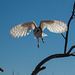 Barn Owl