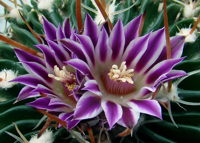 Stenocactus (Echinofossulocactus) lamellosus