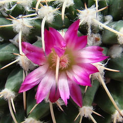 Mammilaria