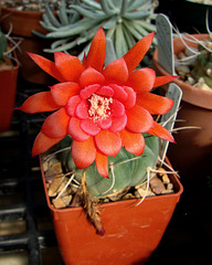 Matucana madisoniorum