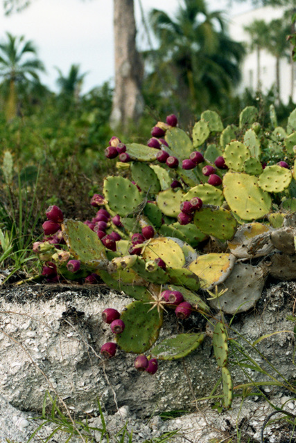 Opuntia