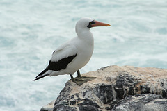 Nazca Booby