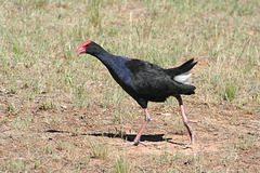 Purple Swamphen