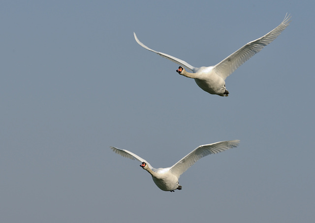 Vol de cygnes