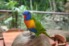 Rainbow Lorikeet