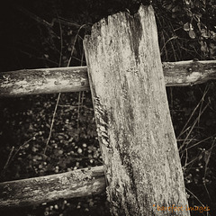 forgotten fence