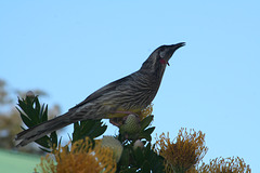 Red Wattlebird