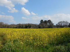 champ de colza