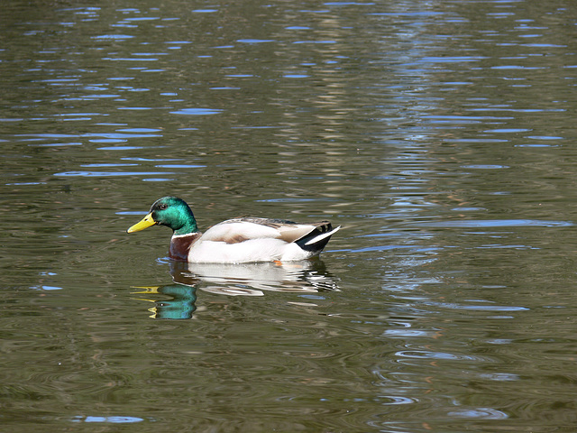 Wildpark Höllohe