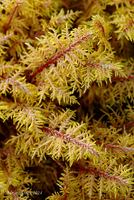 Moss probably Hylocomiun splendens