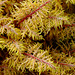 Moss probably Hylocomiun splendens