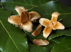 Beech nuts with bay leaves