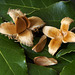 Beech nuts with bay leaves