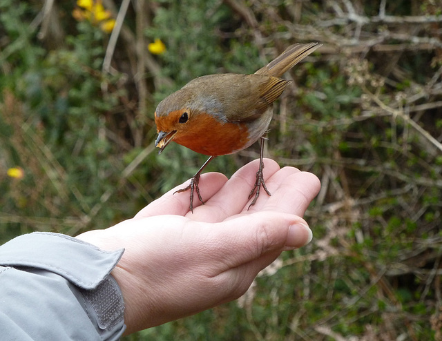 The bold robin