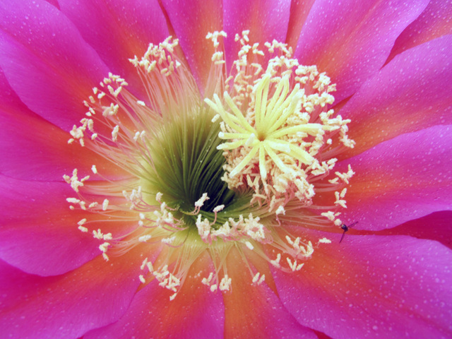 Cactus Flower