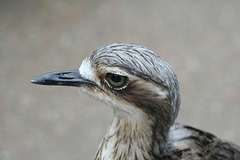 Stone Curlew