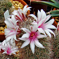 Mammillaria Flowers