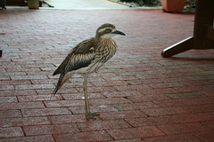 Stone Curlew