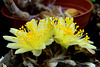 Copiapoa Flower