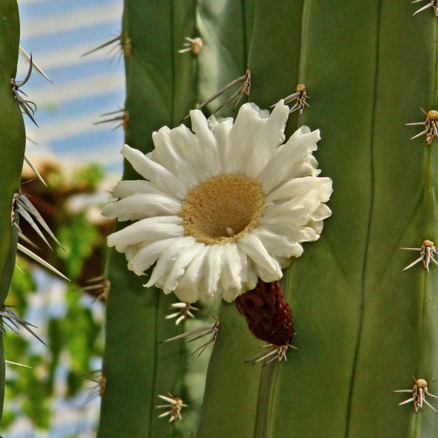 Cactus Flower