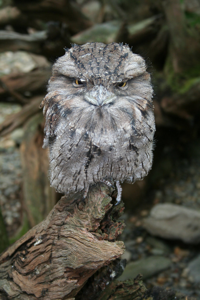 Tawny Frogmouth