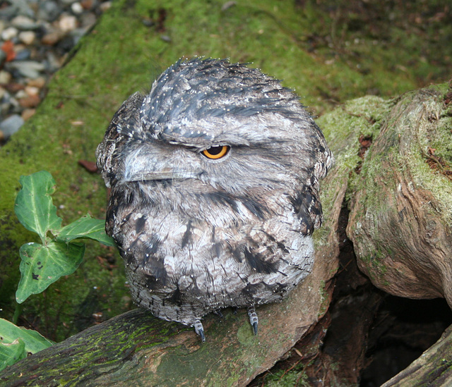 Tawny Frogmouth