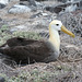 Wave albatros on nest