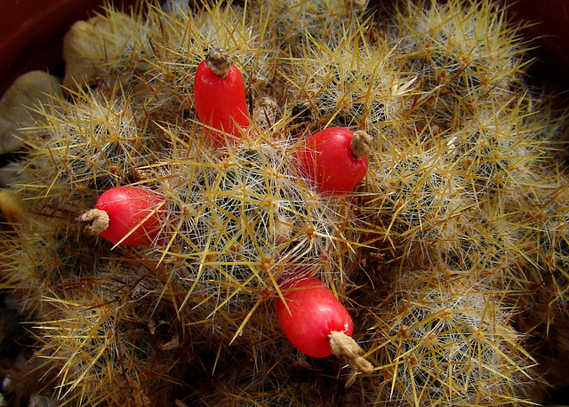 Mammillaria Seeds