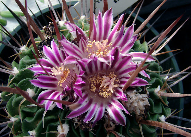 Stenocactus (Echinofossulocactus) lamellosus