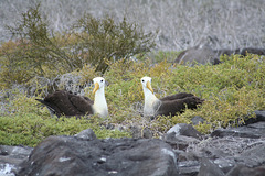 Wave Albatros pair