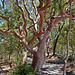 Sydney Red Gum Tree