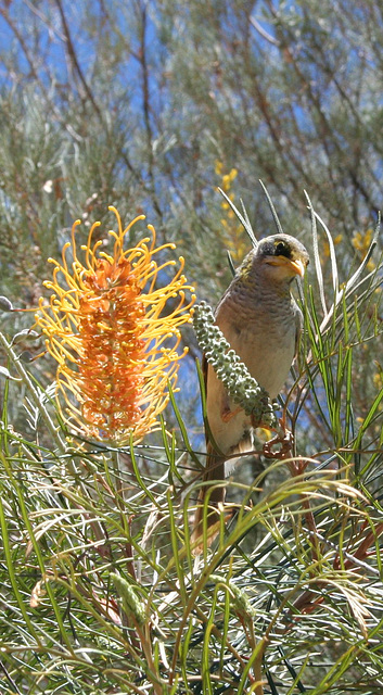 Yellow-throated Miner