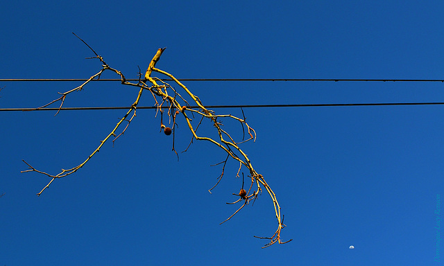 funambule 2