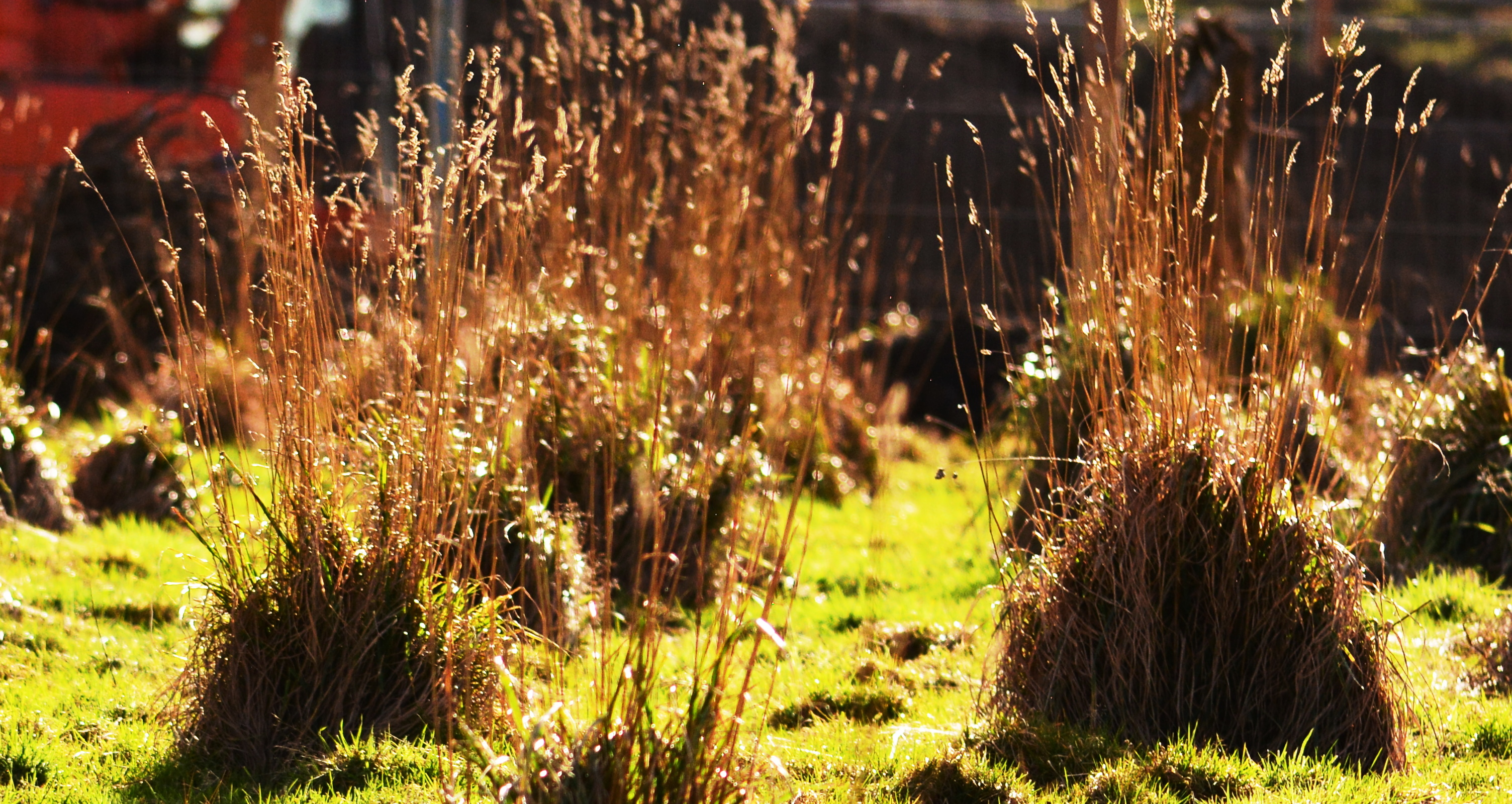 Clumps in the sun!