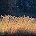Reeds at the edge of the lake