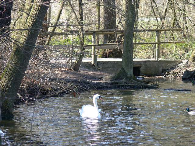 Wildpark Höllohe