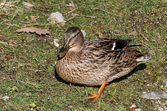 Ente (Wilhelma)