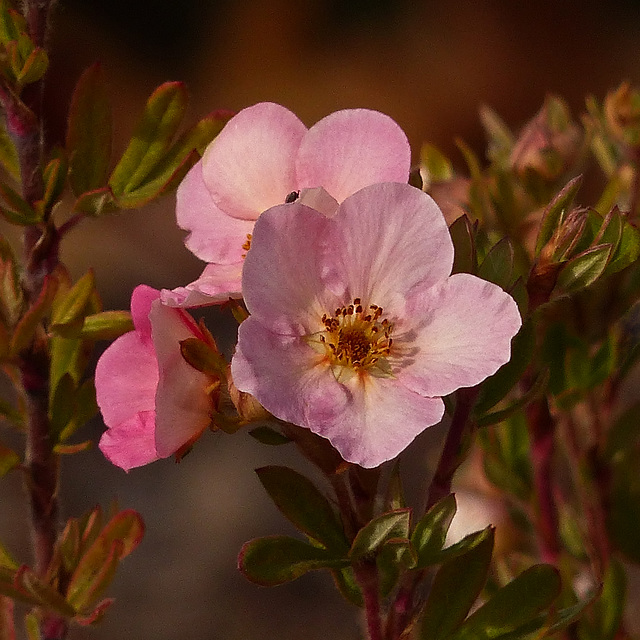 Pink Shrubby Cinquefoil