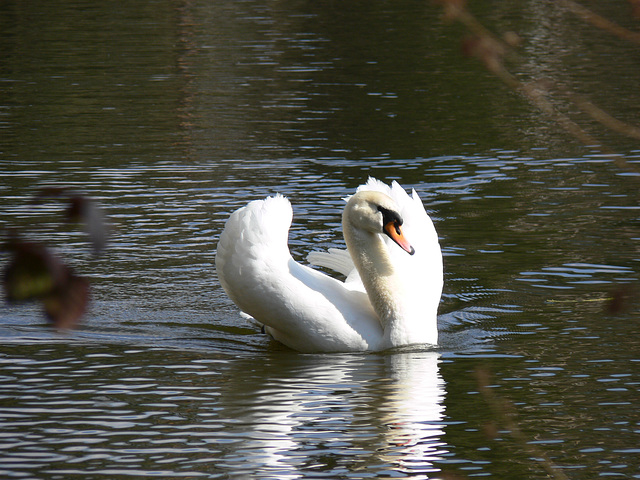 stolzer Schwan