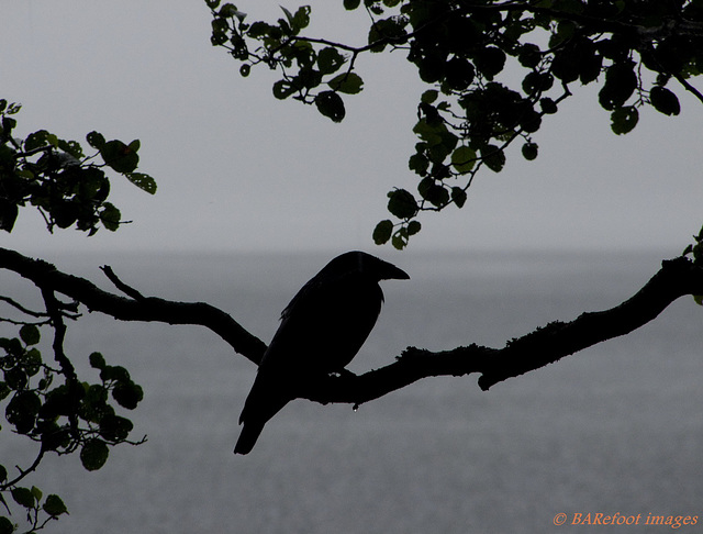 Raven in the Rain