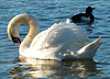 Swan & tufted duck