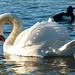 Swan & tufted duck