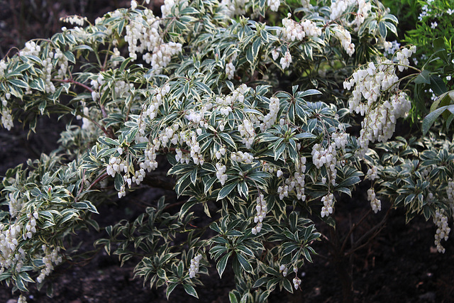 Pieris japonica  variegata