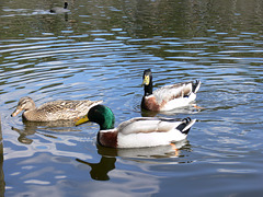 Wildpark Höllohe